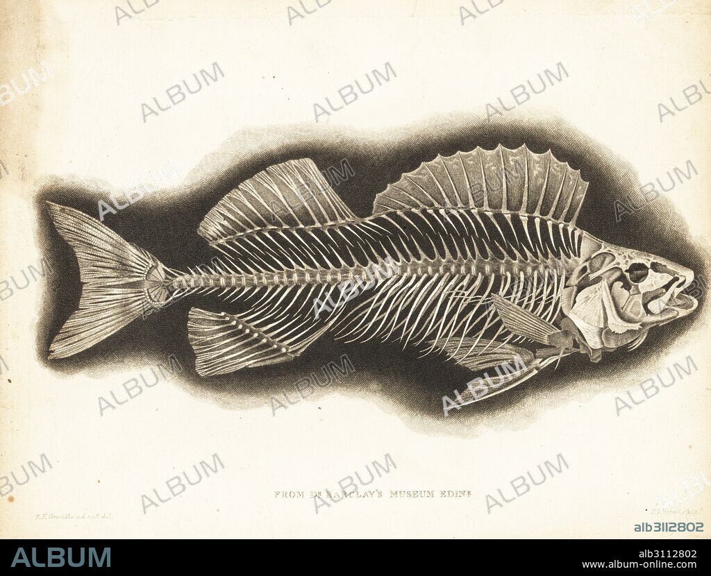Skeleton of a European perch, Perca fluviatilis, from Dr. Barclay's Museum, Edinburgh. Copperplate engraving by Edward Mitchell after an anatomical illustration by Robert Kaye Greville from John Barclay's A Series of Engravings of the Human Skeleton, MacLachlan and Stewart, Edinburgh, 1824.