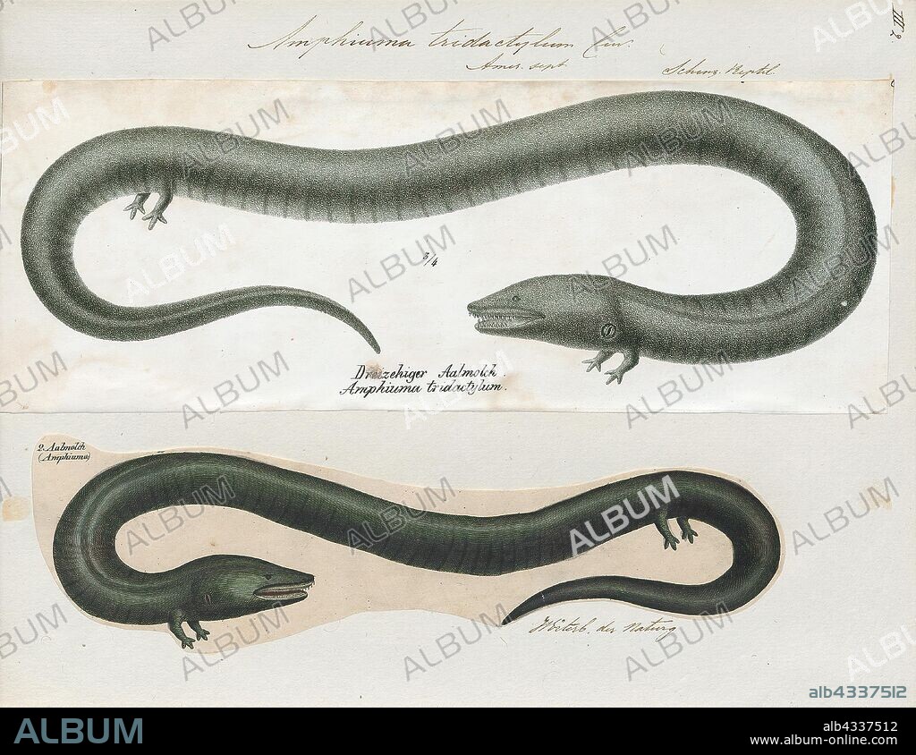 Amphiuma tridactylum, Print, The three-toed amphiuma, Amphiuma tridactylum, is a species of aquatic salamander native to the Southeastern United States., 1700-1880.