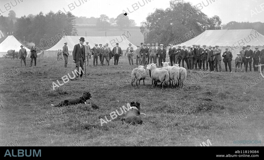 International Sheepdog Trials at Talybont. mr Ernest Priestly, of Hathersge Derbyshire, working his famous dogs "Moss" and "Lu". 1924.