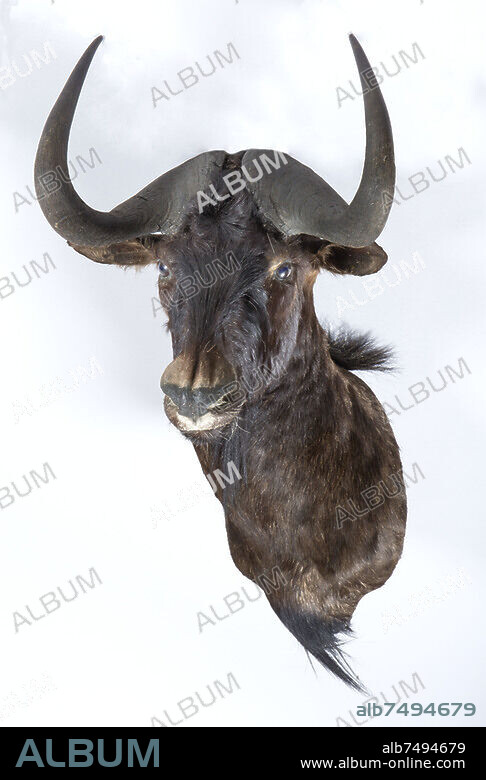 Chasse / Décoration / Animal
Tête de jeune buffle en trophée de chasse
Collection privée.
