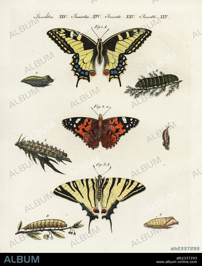 Old world swallowtail, Papilio machaon 1, painted lady, Vanessa cardui 2, and scarce swallowtail, Iphiclides podalirius 3, butterfly, caterpillar and pupa. Handcoloured copperplate engraving from Friedrich Johann Bertuch's Bilderbuch fur Kinder (Picture Book for Children), Weimar, 1802.