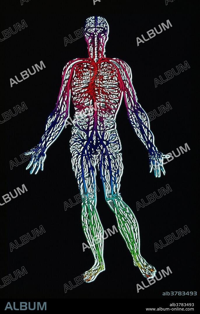 Venous system. Computer-enhanced illustration of the venous system in the human body, shown in a standing figure. Veins carry deoxygenated and used blood back to the heart from the rest of the body. Unlike arteries, veins rely on valves and muscular body movements to push the blood along, as the pumping effect of the heart is dissipated by the time blood reaches the veins. The average adult has about five liters of blood. At rest this volume of blood passes through the heart and around the body each minute. Original illustration by Andreas Vesalius from his book: "De Humani Corporis Fabrica" (1543).
