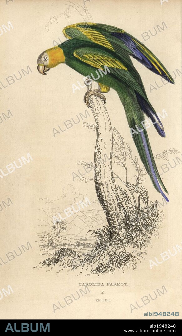 Carolina parakeet (Carolina parrot), Conuropsis carolinensis (Psittacus carolinensis). Extinct species of American bird. Hand-coloured steel engraving by Joseph Kidd, (after John Audubon) from Sir Thomas Dick Lauder and Captain Thomas Brown's "Miscellany of Natural History: Parrots," Edinburgh, 1833. The Miscellany was intended to be a multi-volume series, but was brought to an abrupt halt after only the second volume on cats when John Audubon complained about the unauthorized use of his illustrations.
