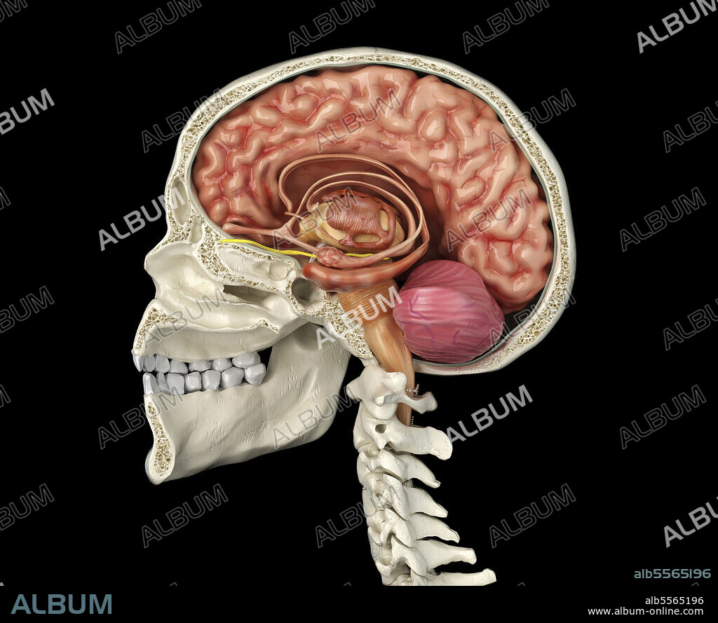 Human skull mid sagittal cross-section with brain. Side view on black background.