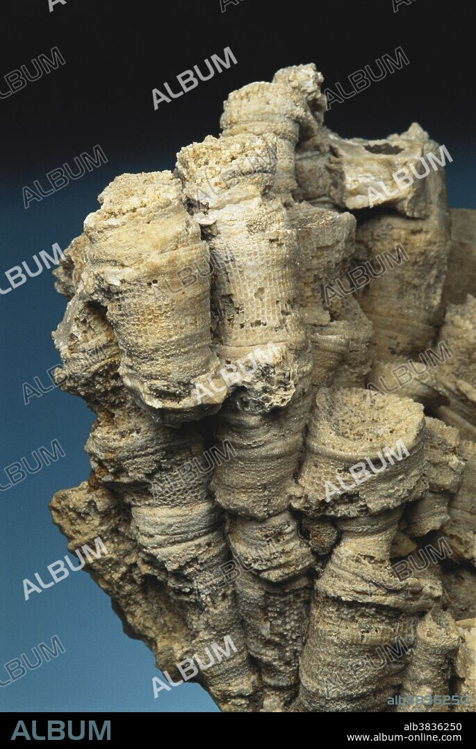 Colonial rugose coral fossil (Eridophyllum coagulatum) from Kentucky.  Dimensions:  6 x 8 cm.