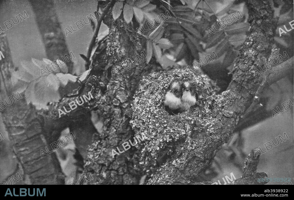 'Young Long-Tailed Tits, Looking Out of Nest', c1882, (1912). From Bibby's Annual 1912, [J. Bibby & Sons, Liverpool, 1912].