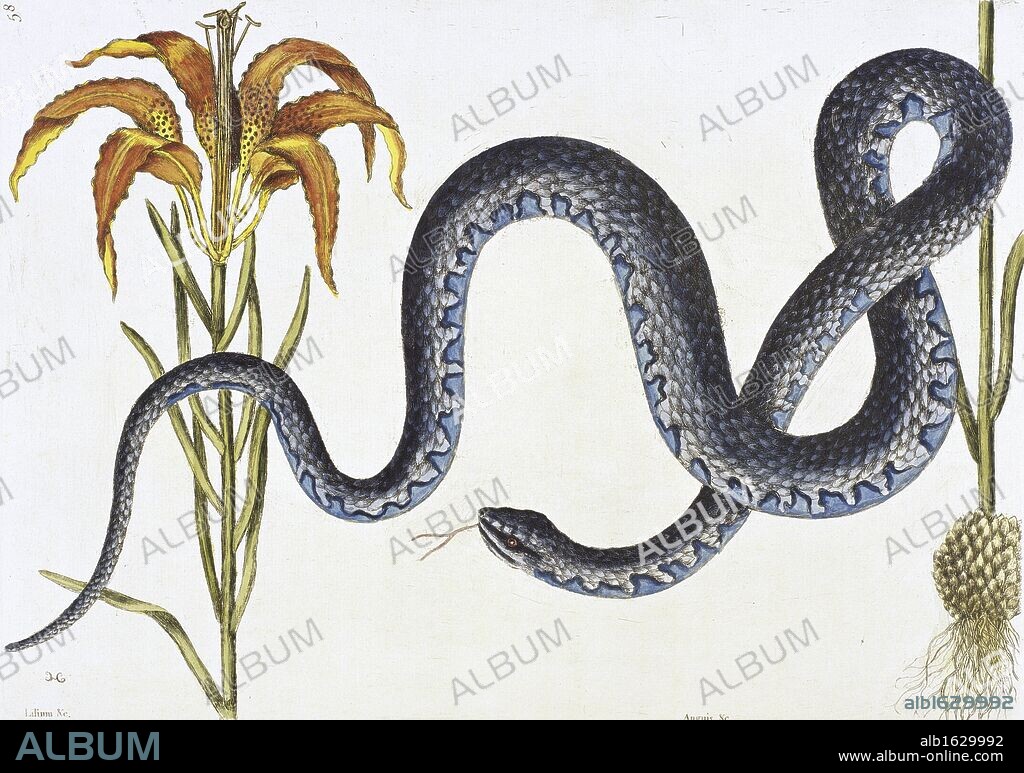 Anguis, The Wampus Snake  Natural History of Carolina, Florida & Bahamas  Mark Catesby (1679-1749/British)  Newberry Library, Chicago, Illinois, USA.
