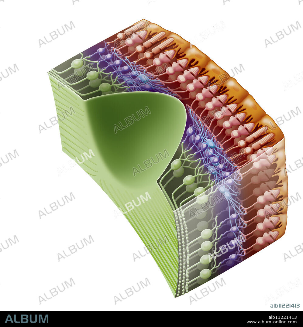 Illustration of the structure of the retina at the fovea, located in the centre of the macula. It is made up of ganglion cells (green), bipolar cells (purple), horizontal cells (blue), cones and rods (pink) and the pigmentary epithelium (orange).