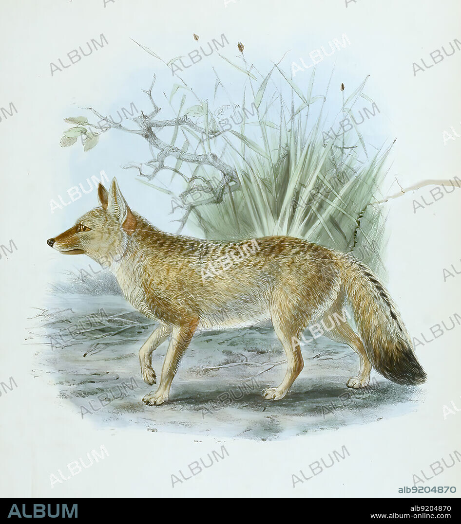 Brasilianischer Kampfuchs, the hoary fox or hoary zorro, Lycalopex vetulus, also known as raposinha-do-campo, canis parvidens, Historisch, historical, digital improved reproduction of an original from the 19th century / digital restaurierte Reproduktion einer Originalvorlage aus dem 19. Jahrhundert, genaues Originaldatum nicht bekannt.