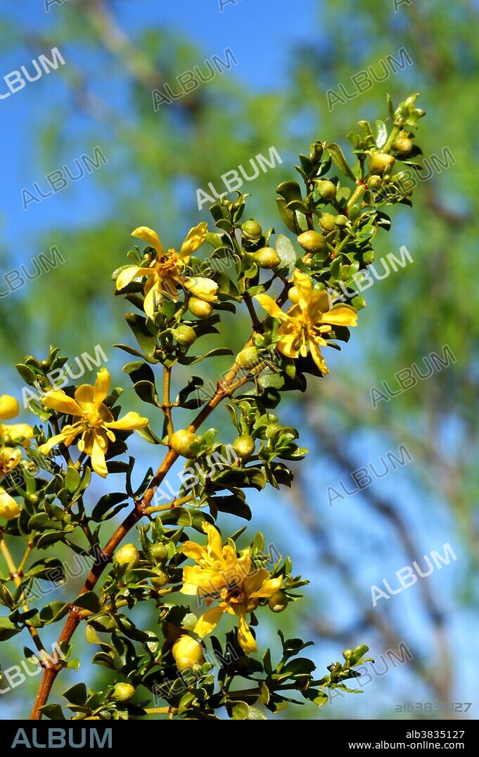 Creosote bush, Larrea tridentata, in flower, in Big Bend National Park, Texas.