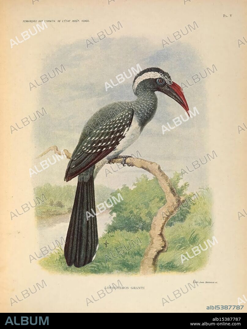 Remarques sur l'ornithologie de l'Etat independant du Congo, Bruxelles, [s.n,1905]. birds Congo, Democratic Republic tockus hartlaubi taxonomy: trinomial= tockus hartlaubi granti, A vibrant depiction of a Lophoceros granti, commonly known as Grant's hornbill, perched elegantly on a branch. This bird features a striking appearance with its elongated body, prominent red bill, and distinct black and white plumage. Surrounding the hornbill, lush greenery and a serene background hint at its natural habitat, creating a picturesque scene that emphasizes the beauty of wildlife. The attention to detail highlights the intricate patterns of the feathers and the graceful curve of the beak, inviting admiration for this unique species.