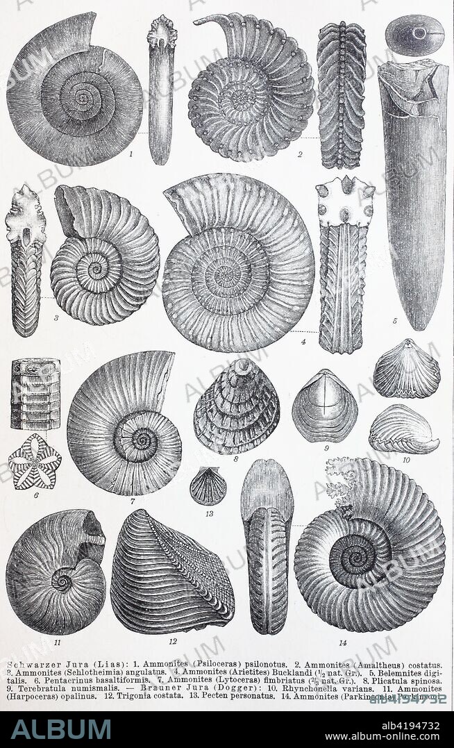 historical image of various remains of the Mesozoic Era, digital improved reproduction of an original print from the 19th century.
