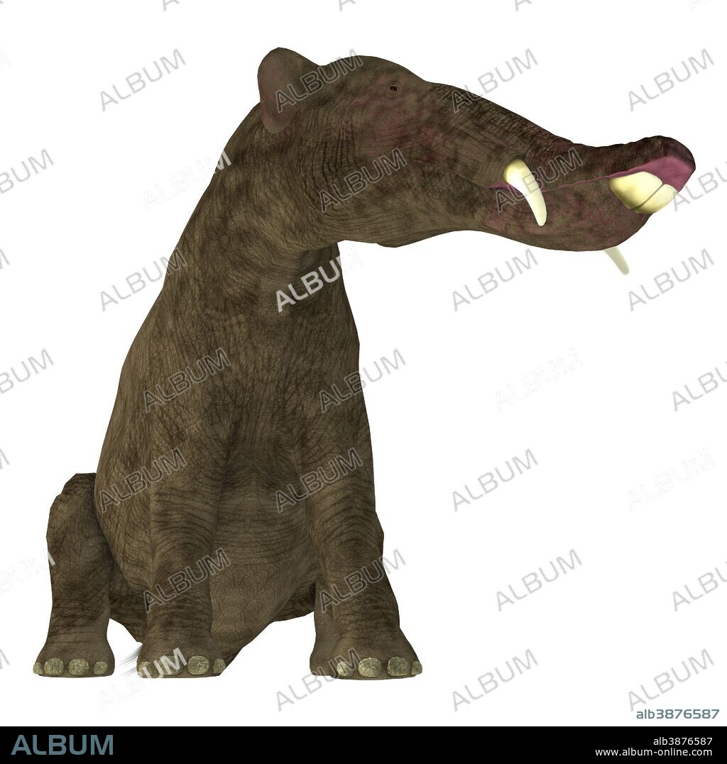 Platybelodon mammal on white background. Platybelodon was a herbivorous extinct mammal related to the elephant that lived in Miocene Era in Africa, Europe, Asia and North America.