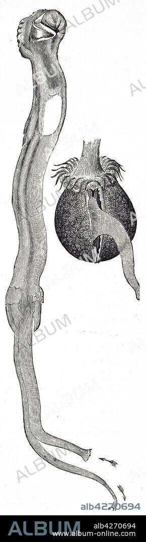 Teredo navalis, the ship-worm, is a species of saltwater clam, a marine bivalve mollusc in the family Tereninidae, the shipworms. Dated 19th century.