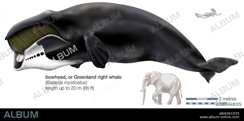 Greenland right, or bowhead, whale (Balaena mysticetus).