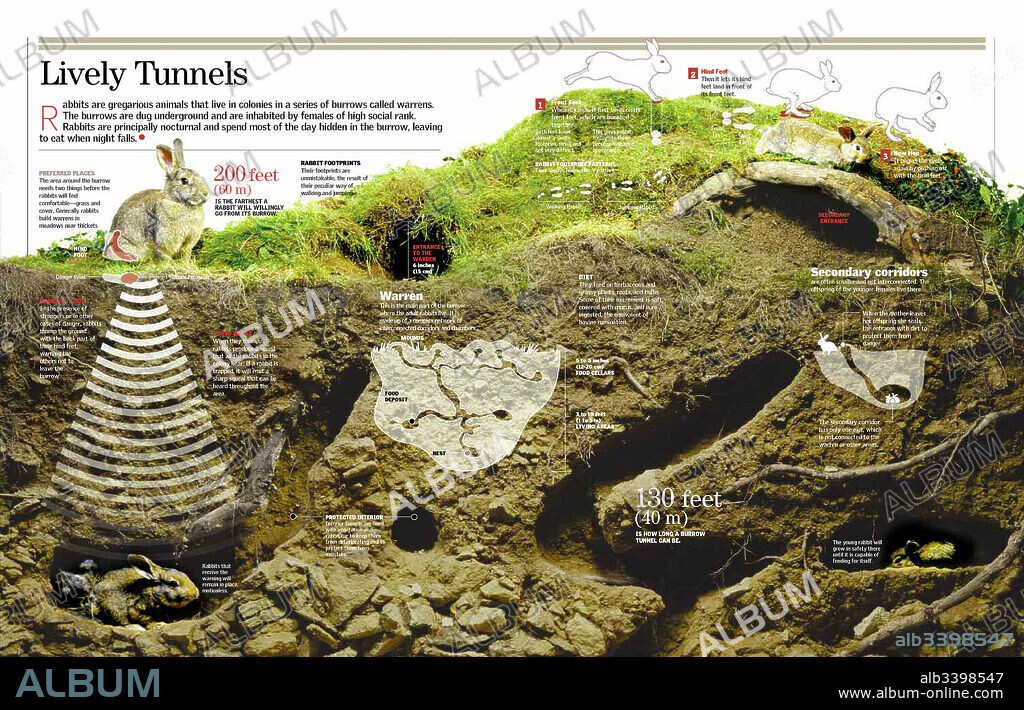 Lively Tunnels. Infographic about the rabbit burrow.