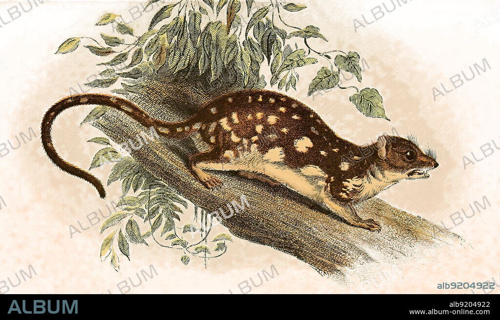 Riesenbeutelmarder oder Fleckschwanzbeutelmarder, Dasyurus maculatus / tiger quoll, Dasyurus maculatus, also known as the spotted-tail quoll, the spotted quoll, the spotted-tail dasyure, native cat or the tiger cat, Historisch, historical, digital improved reproduction of an original from the 19th century / digital restaurierte Reproduktion einer Originalvorlage aus dem 19. Jahrhundert, genaues Originaldatum nicht bekannt,.