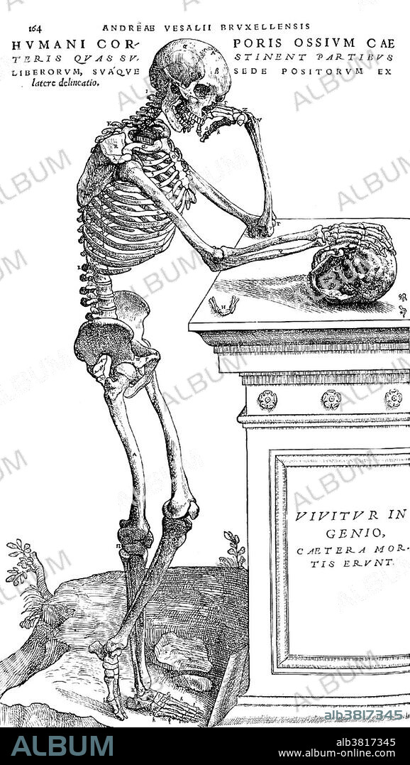 A skeleton appears to be contemplating human mortality. With elbow resting on top of a tomb, head leaning on one hand, the skeleton grasps a skull with its other hand in a contemplative pose. De Humani Corporis Fabrica (On the Fabric of the Human Body) is one of the most influential works in the history of Western medicine. It was conceived and written by 28 year old Andreas Vesalius (December 31, 1514 - October 15, 1564) a Belgian anatomist and physician. He was a professor at the University of Padua and later became Imperial physician at the court of Emperor Charles V. He was both a gifted dissector and a learned scholar whose great contribution was to apply to anatomy the critical methods developed by the Renaissance humanist scholars. In 1564 he went on a pilgrimage to the Holy Land. When he reached Jerusalem, he received a message requesting he again accept the Paduan professorship, which had become vacant. The ship he sailed on was wrecked on the island of Zakynthos. Here he soon died in such debt that a benefactor paid for his funeral. He was 49 years old.