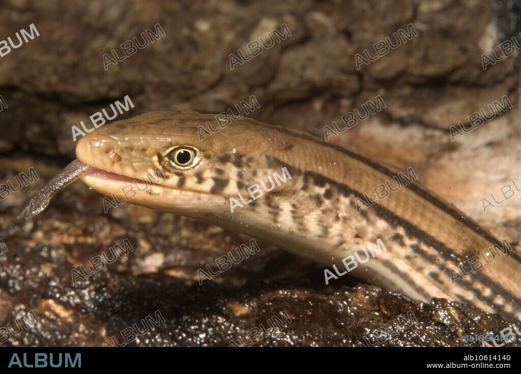 Slender glass lizard (Ophisaurus attenuatus), a legless lizard often mistaken for a snake, pictured here in Lawrence, Kansas.