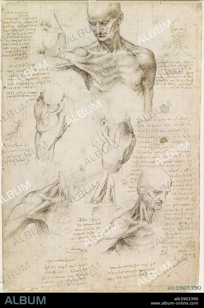 LEONARDO DA VINCI. Superficial anatomy of the shoulder and neck (recto). Date/Period: Ca. 1510. Drawing. Pen and ink with wash, over traces of black chalk on paper. Height: 292 mm (11.49 in); Width: 198 mm (7.79 in).