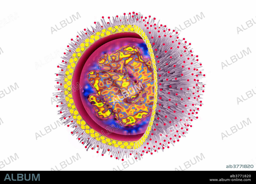 Illustration of the flu virus. The flu virus is of the Orthomyxoviridae group. This virus causes a contagious respiratory disease, carrying symptoms of fever, aches, strain, respiratory difficulties, and cough. Viral diameter approximately: 100 nm.
