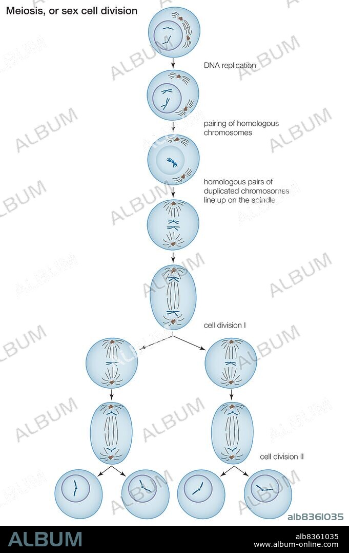Stages in the process of meiosis, cell division among sexually reproducing organisms.