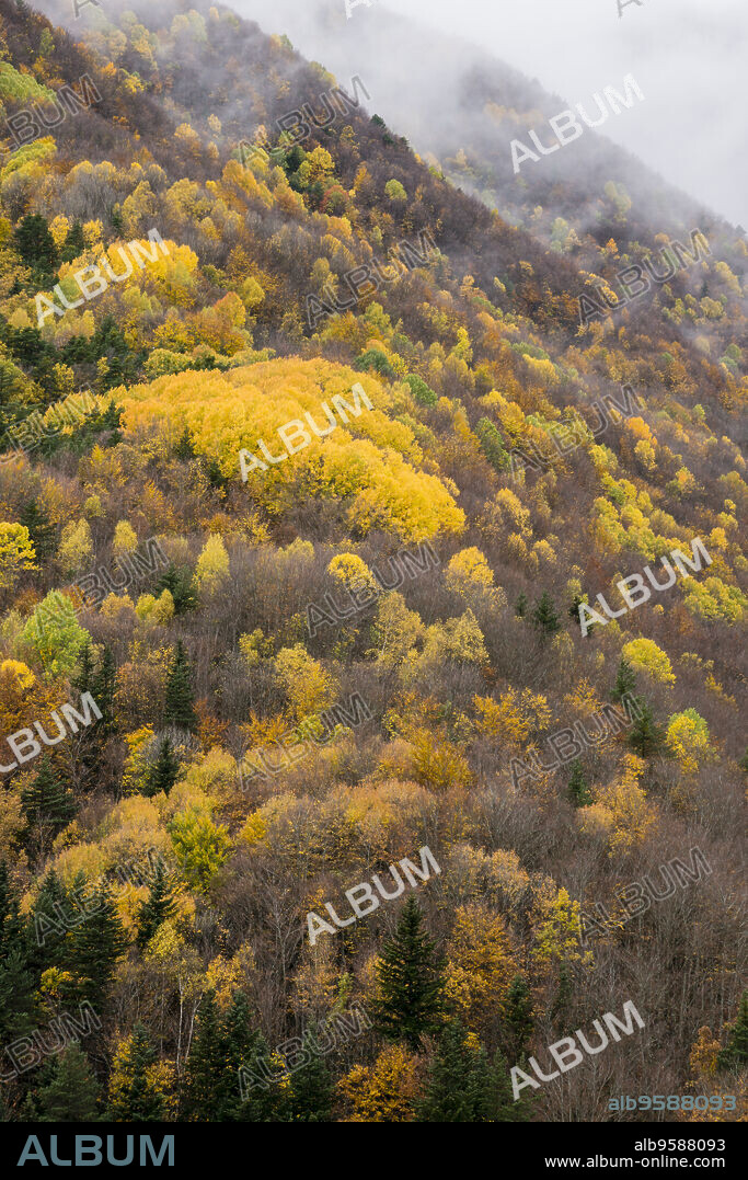 forest of the Pardina del Señor ( la Pardina Ballarín), Fanlo, valley of the Chate, Province of Huesca, Autonomous Community of Aragon, mountain range of the Pyrenees, Spain, europe.
