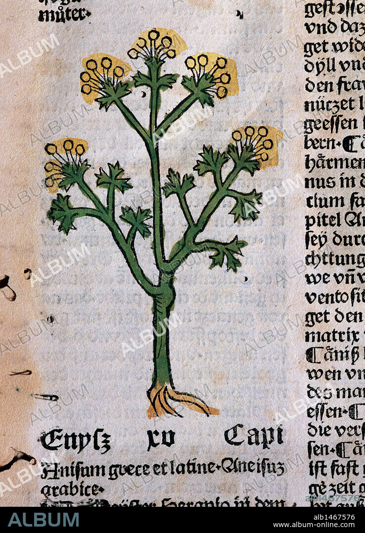 Hortus Sanitatis (Gart der Gesundheit). Book of natural history written by the German doctor Johann Wonnecke von Kaub (Johannes de Cuba) (1430-1503). Page of the Tractatus De Herbis depicting anise. Folio 11. Edited by Johann Schoensperger in Augsburg (Germany), 1487.