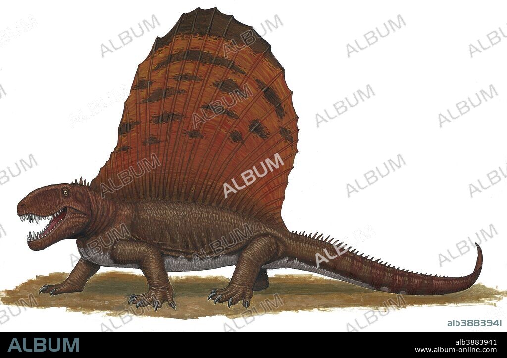 Dimetrodon, an apex predator during the Early Permian period of time.