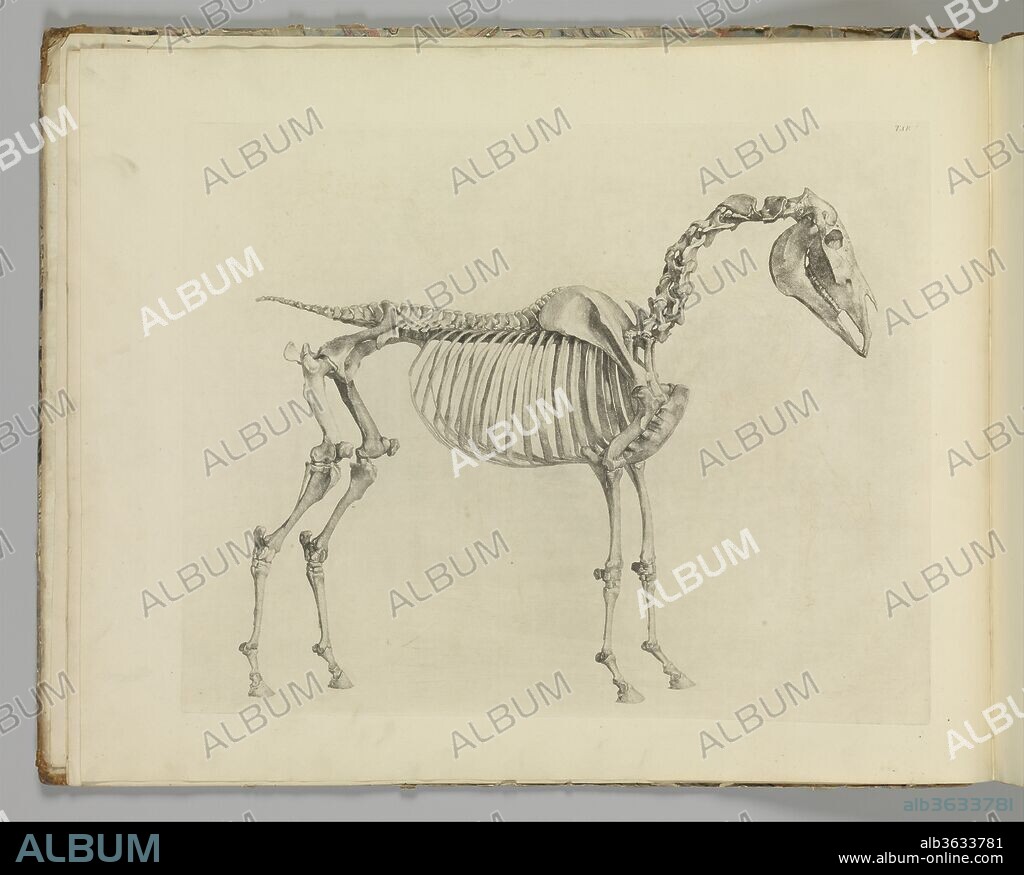 The Anatomy of the Horse, including a particular description of the bones, cartilages, muscles, fascias, ligaments, nerves, arteries, veins, and glands. Author: Written and illustrated by George Stubbs (British, Liverpool 1724-1806 London). Dimensions: 18 1/4 x 23 in. (46.4 x 58.4 cm). Date: 1766.