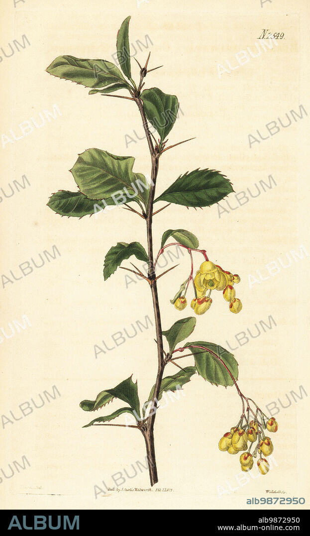 Berberis umbellata. Chitrian berberry, Berberis aristata. Native to Nepal, provided by Philip Barker Webb from his collection at Godalming. Handcoloured copperplate engraving by Weddell after a botanical illustration by John Curtis from William Curtis's Botanical Magazine, Samuel Curtis, London, 1825.