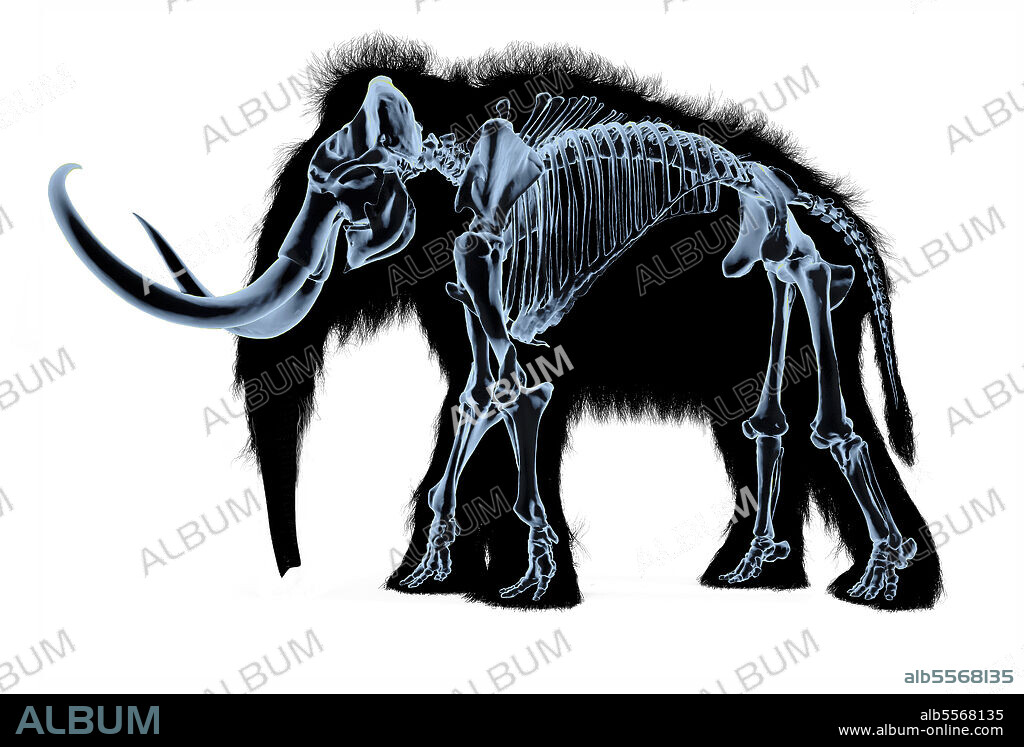 Woolly mammoth skeleton, x-ray effect on white background.