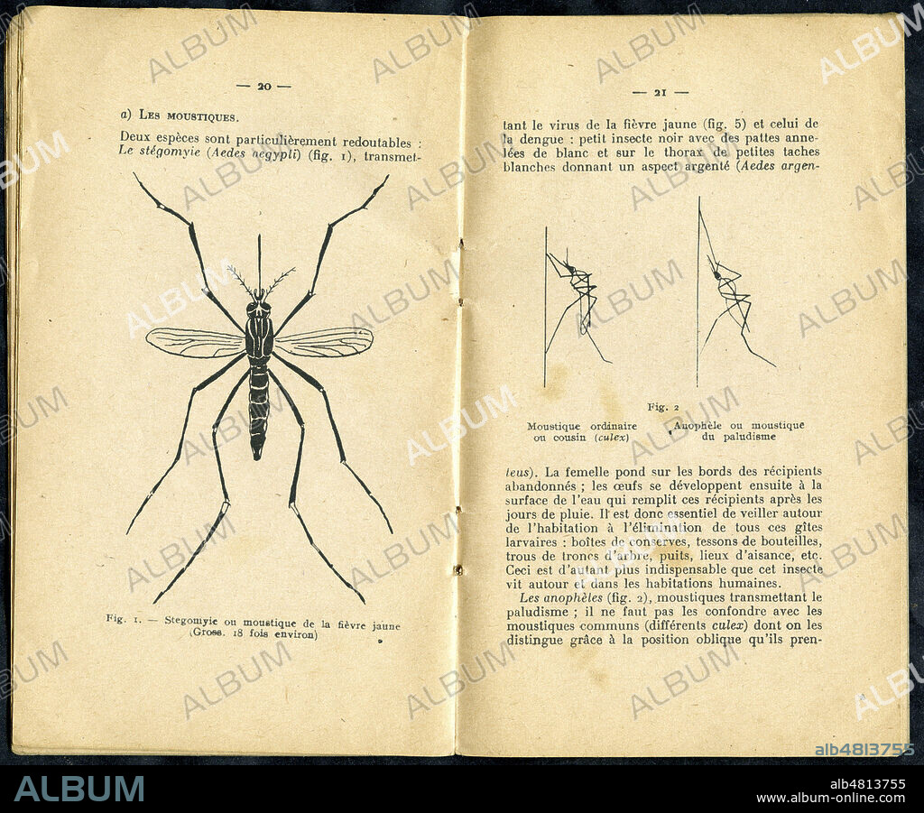 'Stegomyie ou moustique de la fievre jaune' dte : 'moustique ordinaire ou cousin (culex). Anophele ou moustique du paludisme'. Illustration tiree de l'ouvrage 'La sante sous les tropiques. Conseils d'hygiene aux jeunes coloniaux' vers 1900. Credit : Collection British Library/KHARBINE-TAPABOR.