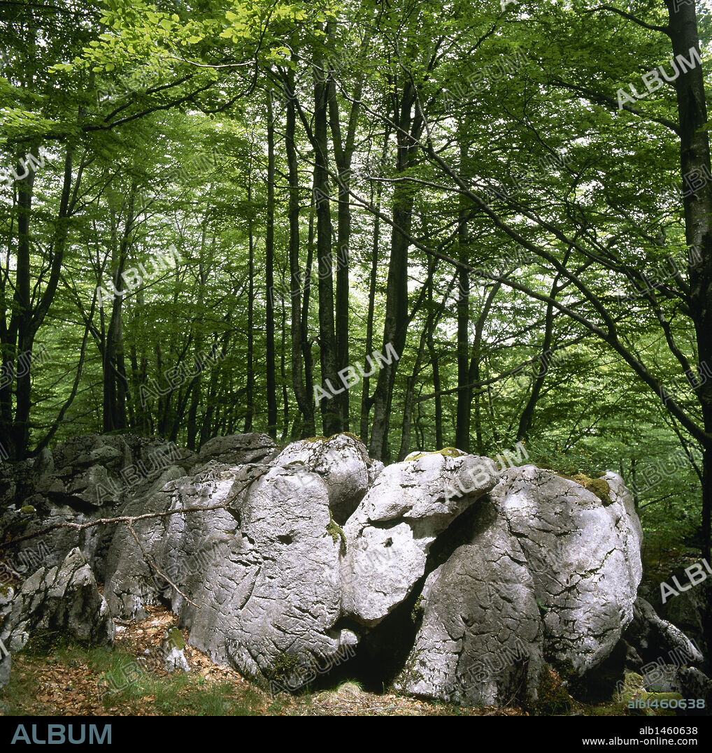 Bosque. Macizo Kárstico de Itxina. PARQUE NATURAL DE GORBEA. Provincia de Vizcaya. País Vasco. España.