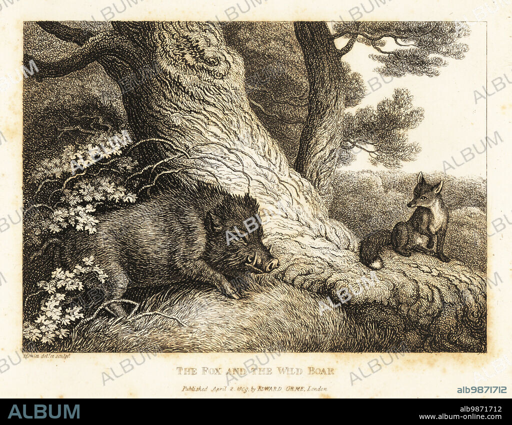A fox watching a wild boar sharpen its tusks on a tree in preparation. The fox and the wild boar. Illustration of a fable by Greek author Aesop. Copperplate etching drawn and engraved from life by Samuel Howitt from his own A New Work of Animals, Principally Designed from the Fables of Aesop, Gay and Phaedrus, Edward Orme, London, 1811.
