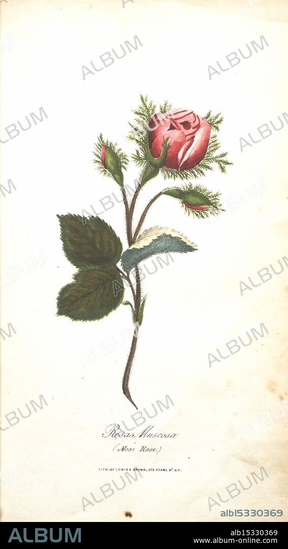 The Illustrated Botany New York J.K. Wellman 1846-1847 Color Colored Botany Lithographs Pictorial Works, A delicate botanical illustration featuring a rosebud in soft pink hues, adorned with intricate detailing. The rose is surrounded by lush green leaves and fine thorny stems, capturing the essence of nature's beauty. Small, leafy buds emerge near the base, adding to the visual interest of the composition. Below the illustration, the name 'Rosa Monse' is elegantly inscribed, showcasing the artful blend of scientific observation and artistic expression in botanical studies.