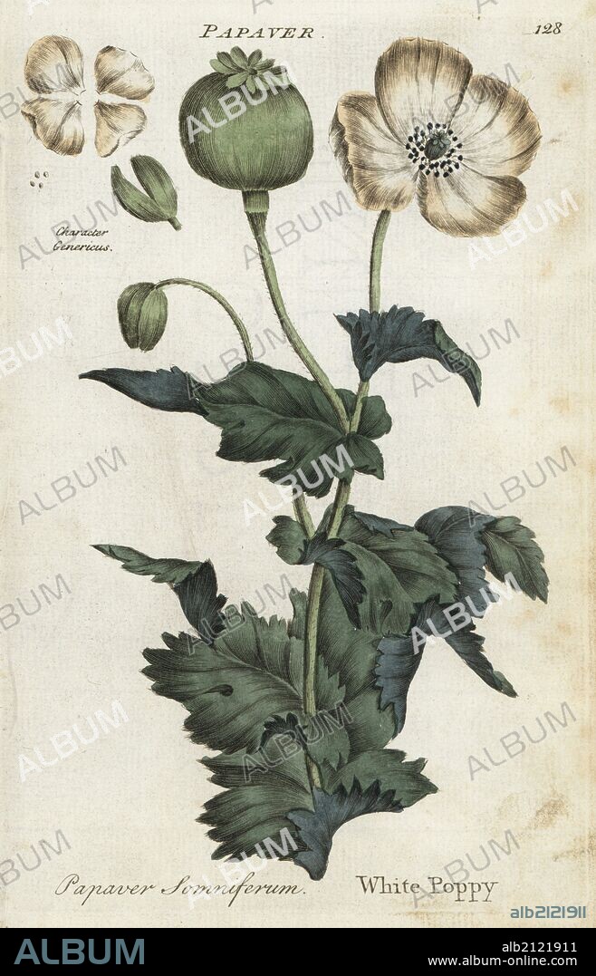 White opium poppy, Papaver somniferum. Handcoloured botanical copperplate engraving by an unknown artist from "Culpeper's English Family Physician; or Medical Herbal Enlarged, with Several Hundred Additional Plants, Principally from Sir John Hill," by Joshua Hamilton, London, W. Locke, 1792.