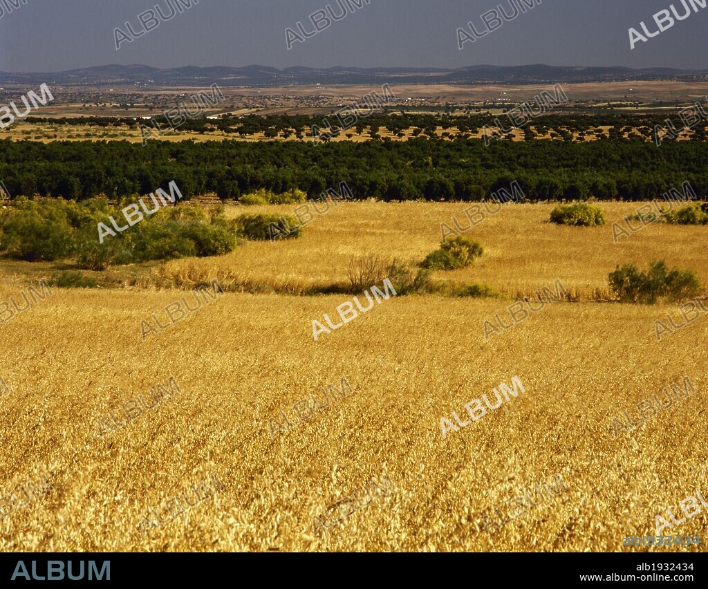 Extremadura. Paisaje del Valle de la Serena en los alrededores de La Nava. Comarca de La Serena. Provincia de Badajoz. España.