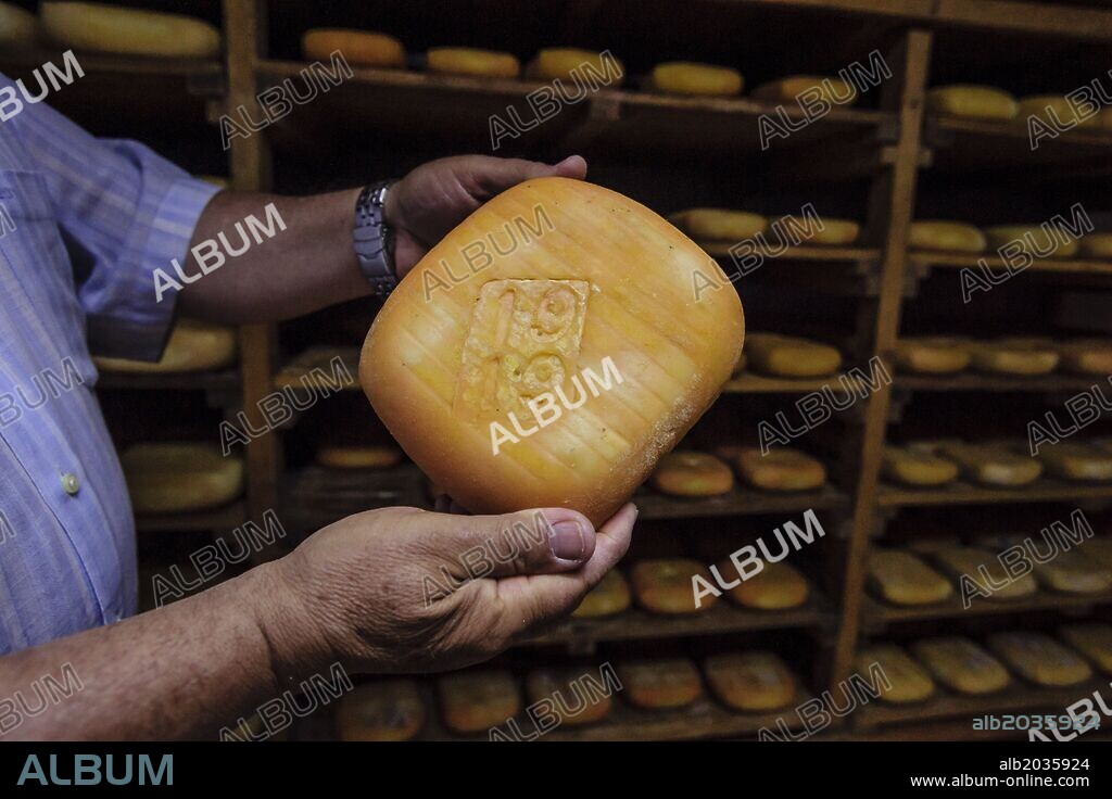 fabricacion artesanal de queso Binigarba - denominacion de origen Mahon artesano- finca Binigarba, Ciutadella, Menorca, Islas Baleares, españa, europa.
