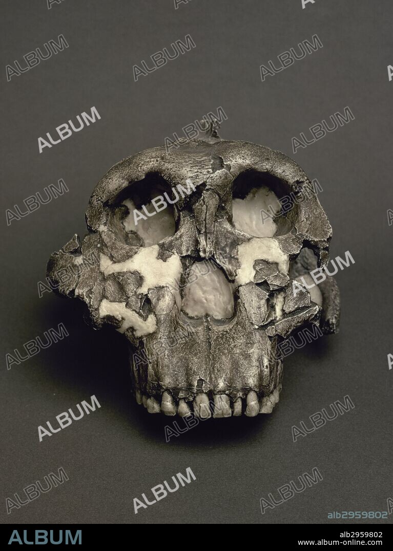 PREHISTORIA. PALEOLITICO INFERIOR. CRANEO DE AUSTRALOPITHECUS ROBUSTUS O BOISEI (de 3 a 1 millones de años de antigüedad). Tiene una capacidad craneana escasa, los arcos superciliares muy desarrollados y salientes y la mandíbula de grandes dimensiones. Fue localizado en Olduvai (Tanzania). Africa. REPRODUCCION. Museo Arqueológico Nacional. Madrid. España.