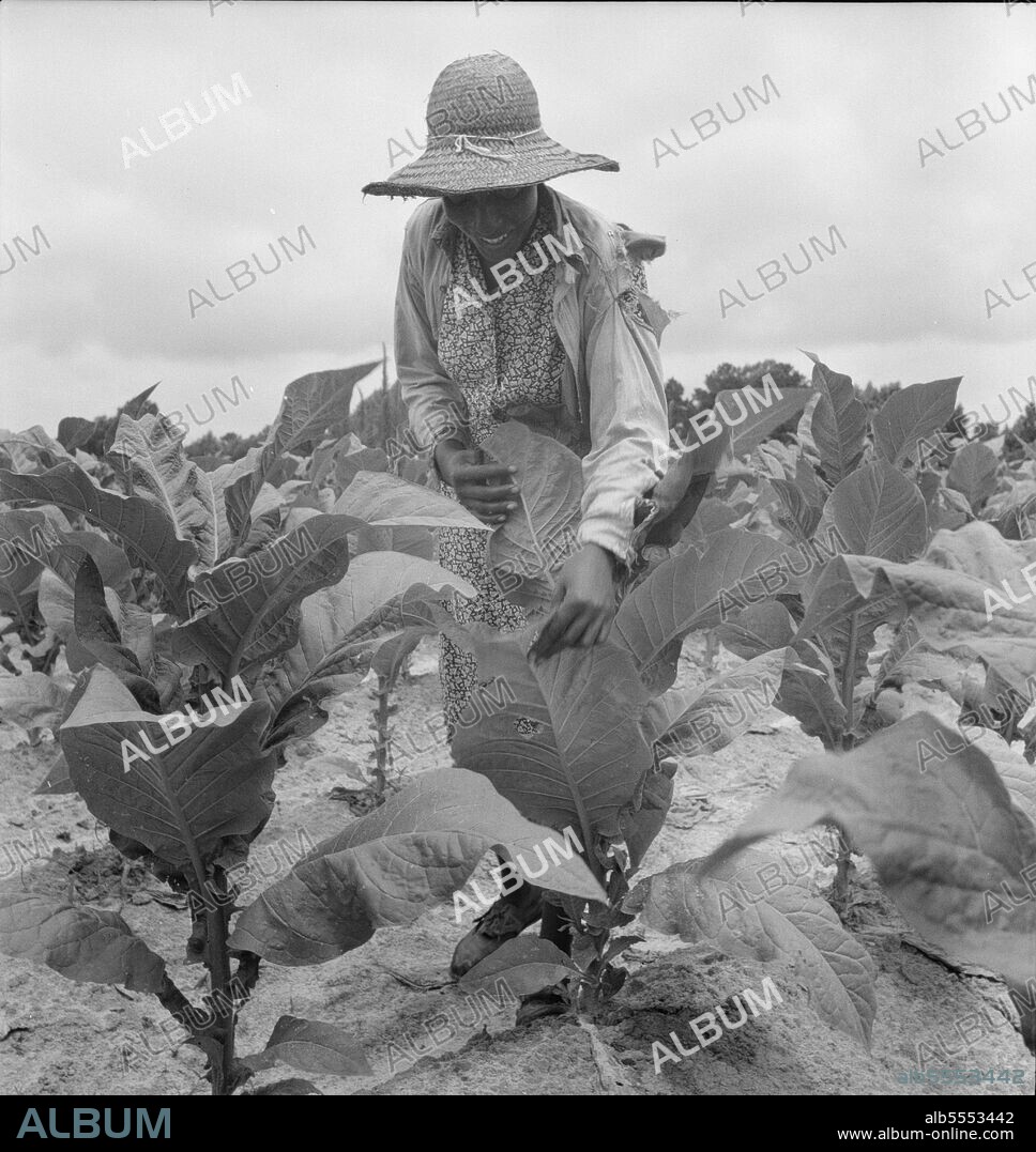 DOROTHEA LANGE. Daughter of Negro sharecropper goes up and down the rows "worming" the tobacco. Wake County, North Carolina.