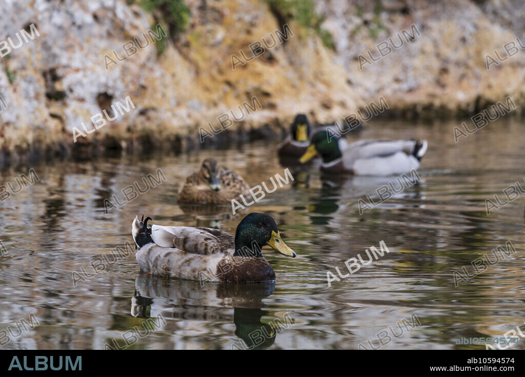Cala Murada, ducks in Torrent des Fangar, Manacor, Majorca, Balearic Islands, Spain.