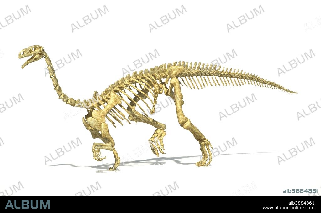 3D rendering of a Plateosaurus dinosaur skeleton, perspective view.