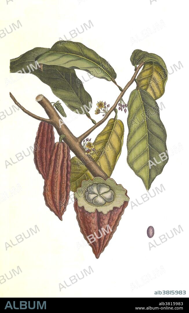 Cacao tree (Theobroma cacao) with open fruit, from the Natural History of Carolina, Florida and the Bahama Islands, by Mark Catesby. Printed between 1729 and 1747, Catesby's Natural History was the first published account of the animals and plants of North America.