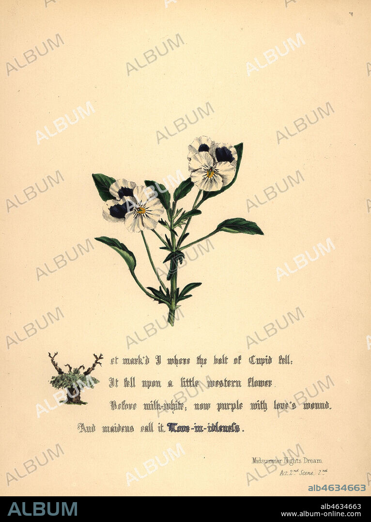 Love-in-Idleness (Midsummer Night's Dream). Handcoioured botanical illustration drawn and lithographed by Jane Elizabeth Giraud from The Flowers of Shakespeare, Day and Haghe, London, 1845.
