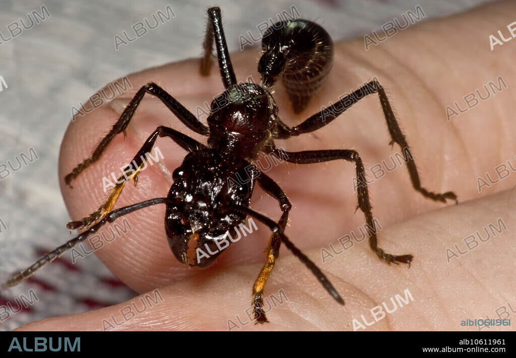 The Bullet Ant or 24 Hour Ant, Paraponera clavata, is one of the largest ants in the world. They inhabit rainforest habitat across the Amazon Basin. They live in nests (rendering another common name, the solitary ant, as meaningless) and defend the area around their nest vigorously. They can use their giant mandibles to deliver a considerable bite; however, it is their sting that garners them their reputation and the common name of bullet ant. The sting from this ant causes intense pain and can develop into a fever and flu-like symptoms. These symptoms can last hours to days. A lump beneath the skin, where the sting occurred, can last for weeks, even months. This individual was photographed in the region of Iquitos, Peru, in 2013.
