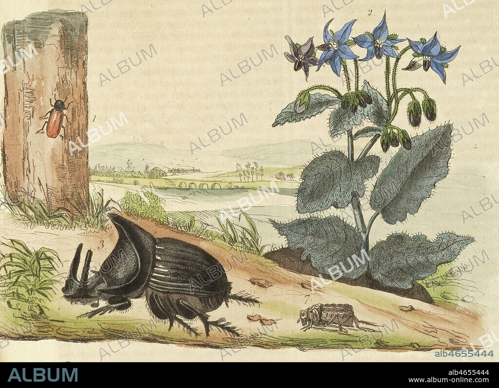 1- BOSTRICHE, coleoptere, 2- BOURRACHE, plante medicinale, 3- BOUSIER, 7- BRACHYCERE, coleoptere. Gravure dans le Dictionnaire pittoresque d'histoire naturelle et des phenomenes de la nature par Guerin, 1833-34. Credit: Collection LOU/KHARBINE-TAPABOR.