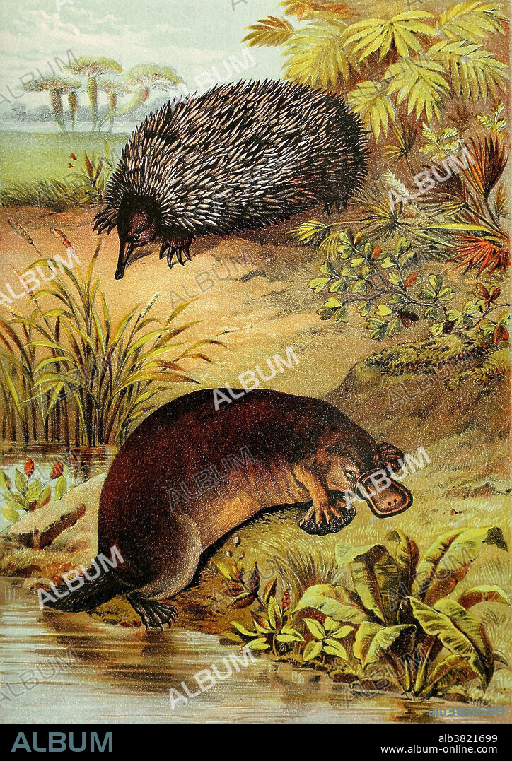 Echidnas, sometimes known as spiny anteaters, belong to the family Tachyglossidae in the monotreme order of egg-laying mammals. The four extant species, together with the platypus, are the only surviving members of that order and are the only extant mammals that lay eggs. Their diet consists of ants and termites, but they are not closely related to the true anteaters of the Americas. They live in Australia and New Guinea. Echidnas evolved between 20 and 50 million years ago, descending from a platypus-like monotreme. This ancestor was aquatic, but echidnas adapted to life on land. The platypus (Ornithorhynchus anatinus) is a semiaquatic mammal endemic to eastern Australia, including Tasmania. Together with the four species of echidna, it is one of the five extant species of monotremes, the only mammals that lay eggs instead of giving birth. The unusual appearance of this egg-laying, duck-billed, beaver-tailed, otter-footed mammal baffled European.