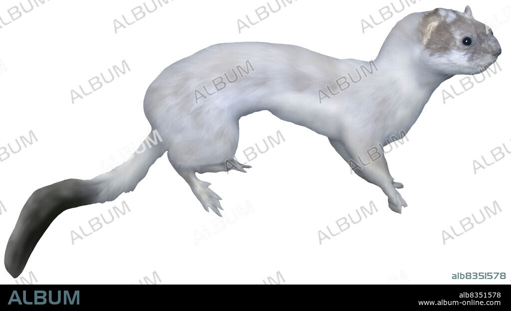 The ermine, also called stoat, is a northern weasel species. It has white fur and a long tail.