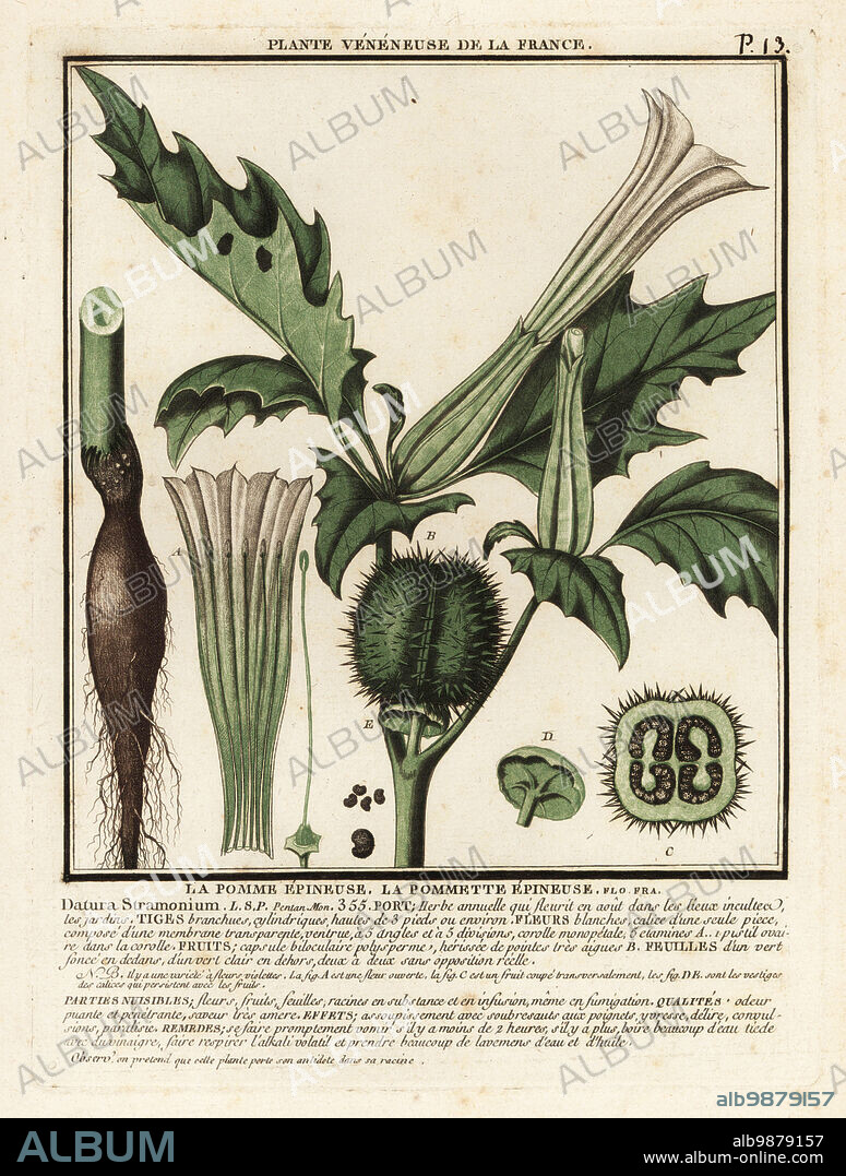Thorn apple, jimson weed or devil's snare, Datura stramonium. La pomme epineuse, la pommette epineuse. Copperplate engraving printed in three colours by Pierre Bulliard from his Herbier de la France, ou collection complete des plantes indigenes de ce royaume, Didot jeune, Debure et Belin, 1780-1793.